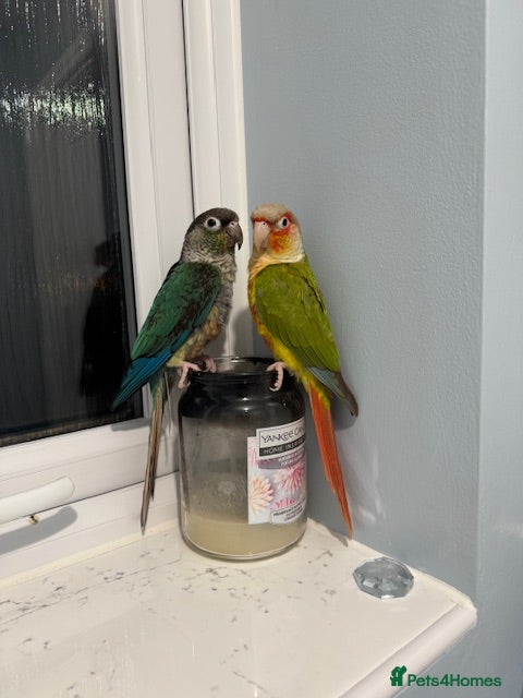 Conures birds 2 Female Green Cheek Conures in Manchester - Advert 1