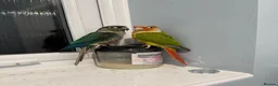 Conures birds for sale: 2 Female Green Cheek Conures in Manchester - Advert 1