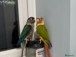 Conures birds 2 Female Green Cheek Conures in Manchester - Advert 1