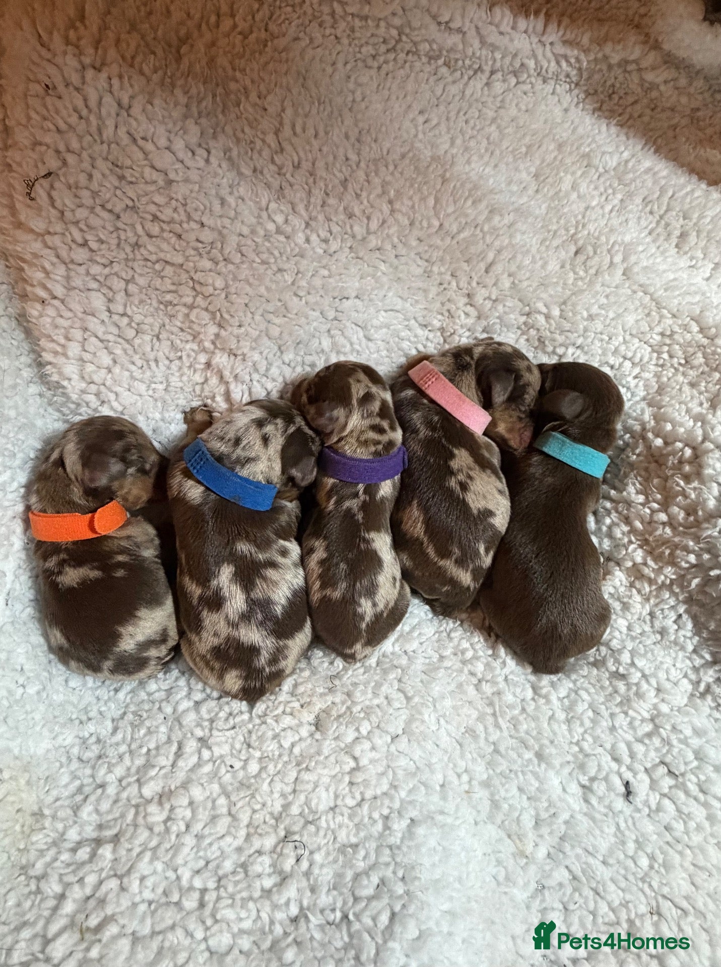 Miniature Dachshund dogs 5 mini dachshunds (2 males, 3 females)  - Advert 15