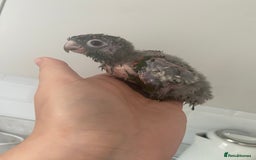 Mixed Breed birds for sale: Hand reared conures and avairy budgies  - Image 22