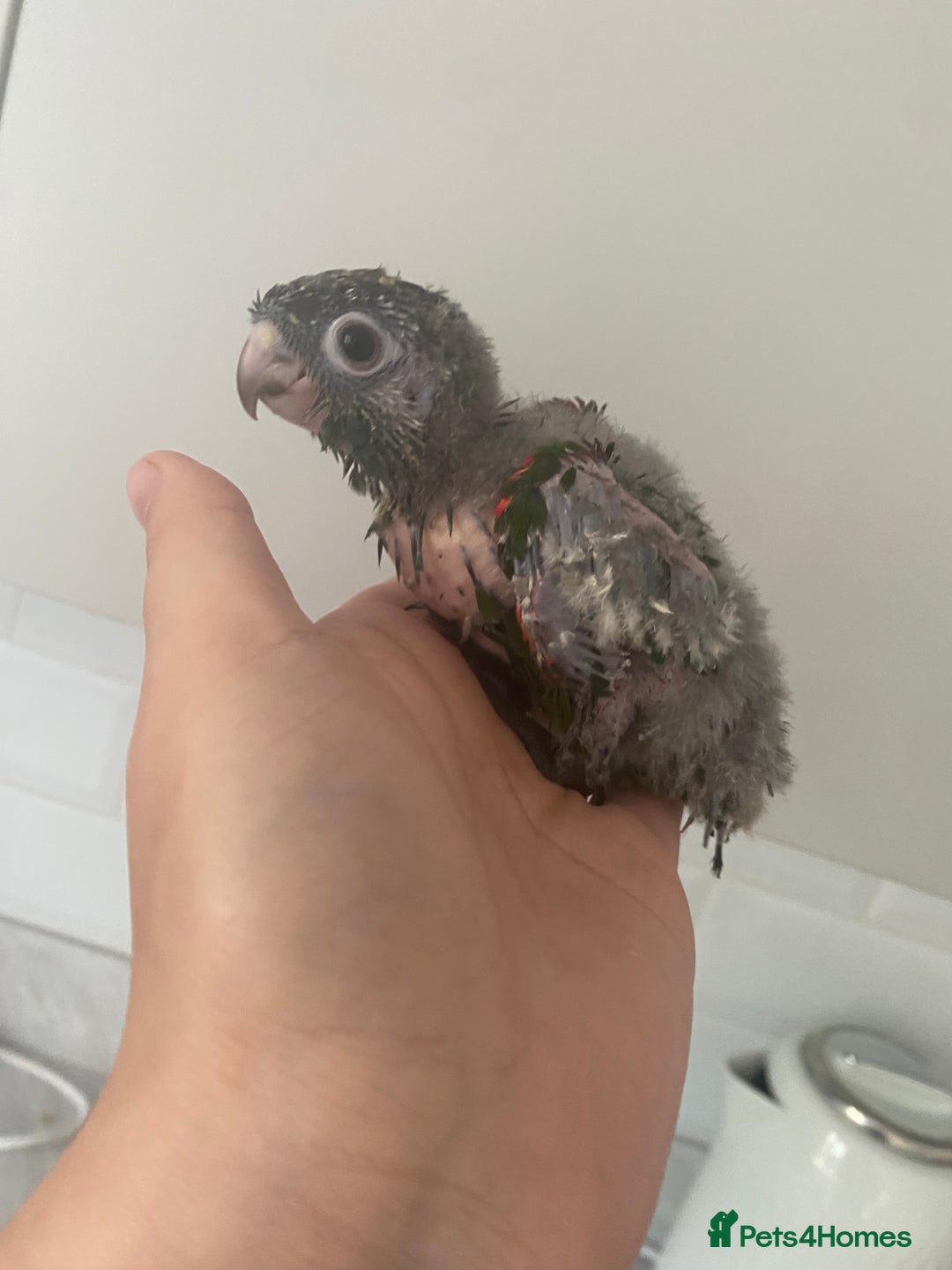 Mixed Breed birds for sale: Hand reared conures and avairy budgies  - Image 22