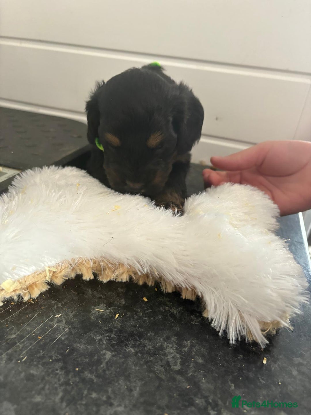 Cockapoo dogs for sale: 5 cockapoo puppy ready 13nov  - Image 26