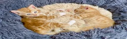 Mixed Breed cats for sale: 2 Gorgeous Ginger Male Kittens - Advert 21
