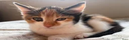 Mixed Breed cats for sale: Ready now for their new forever homes - Advert 1