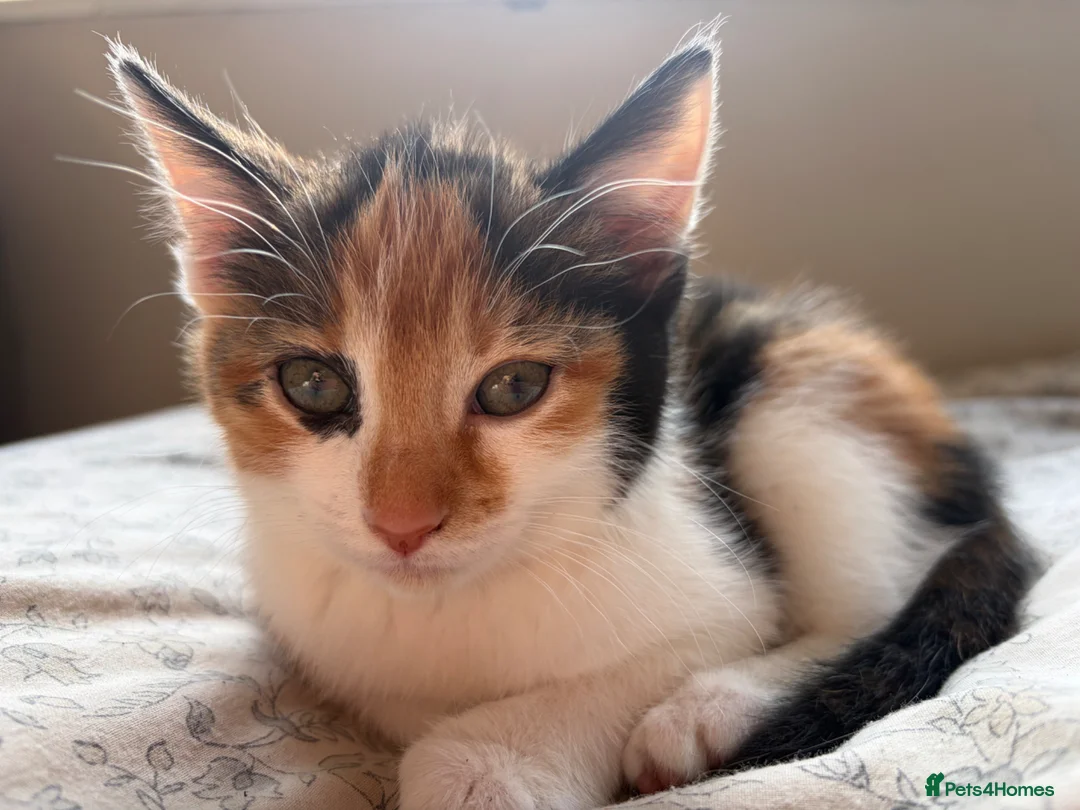Mixed Breed cats for sale: Ready now for their new forever homes - Advert 1