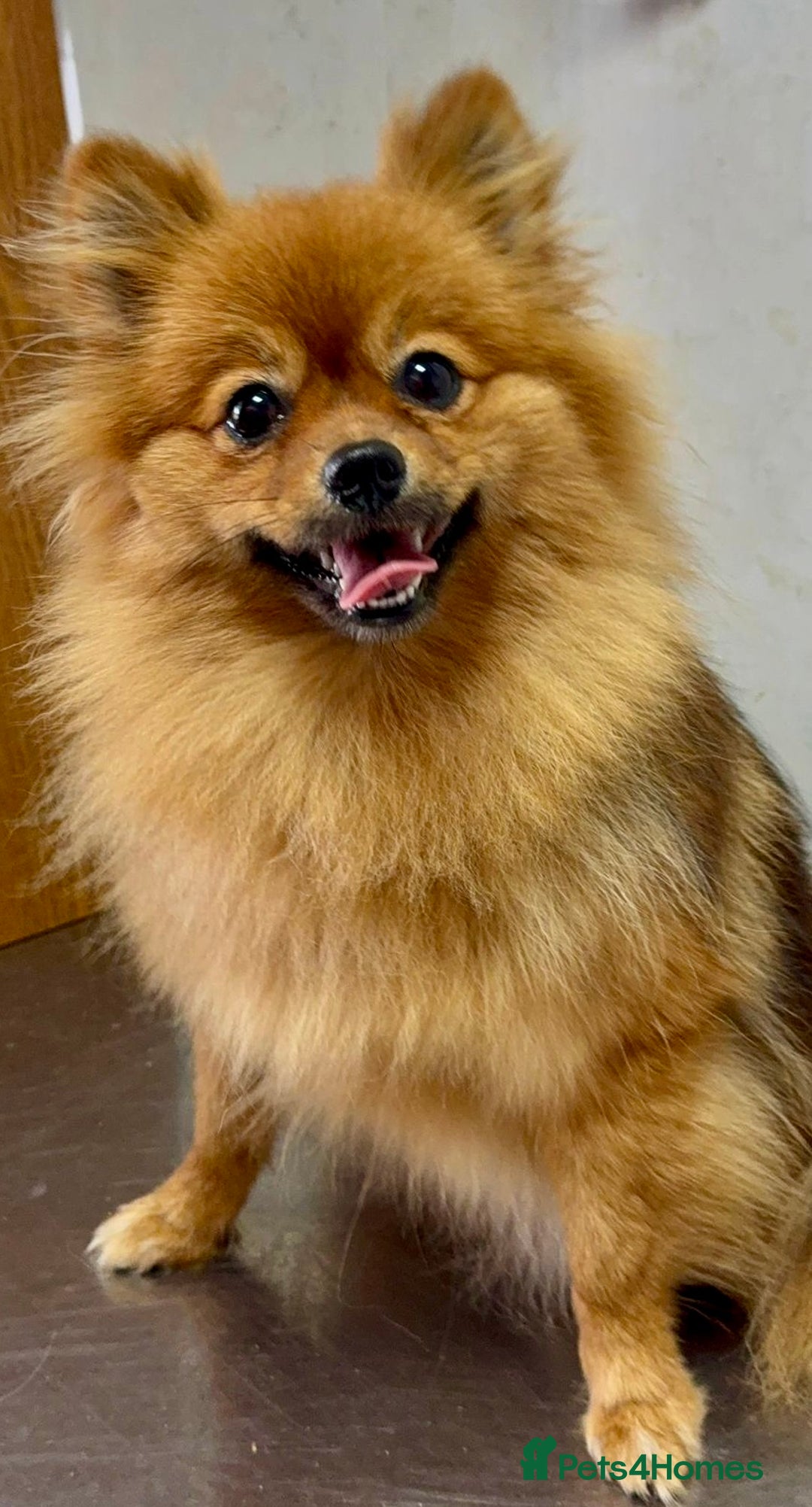 Pomeranian dogs for adoption: Lucy: The Puppy Who Lived Through a Nightmare - Image 3