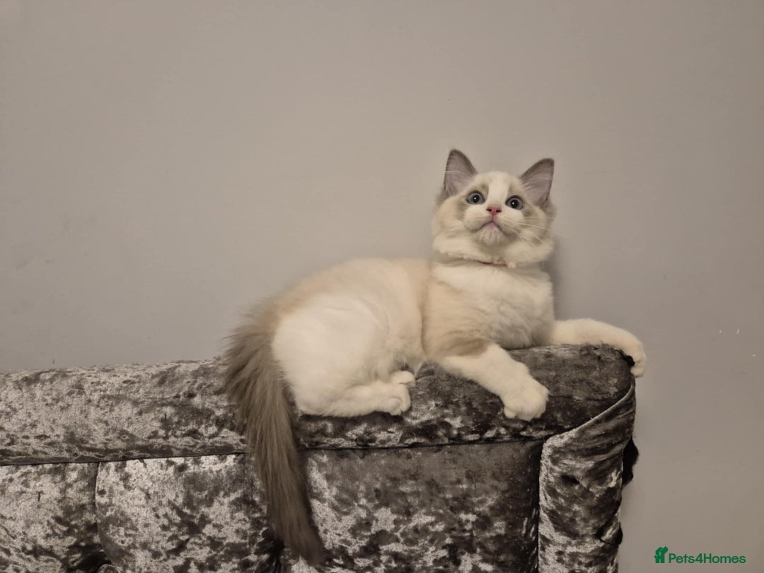 Ragdoll cats for sale: 1 Male Tica Registered Available. Ready Now - Advert 10