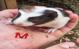 Guinea Pig rodents for sale: Baby guinea pigs 4 - Image 4