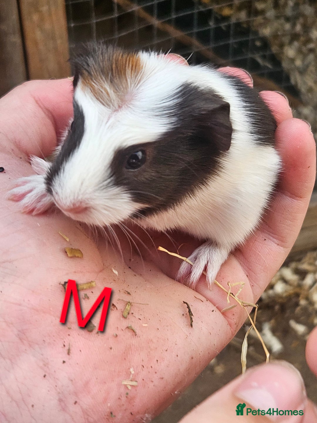 Guinea Pig rodents for sale: Baby guinea pigs 4 - Image 4