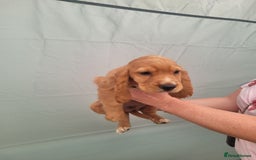 Cocker Spaniel dogs for sale: Cocker spaniel puppies - Image 3