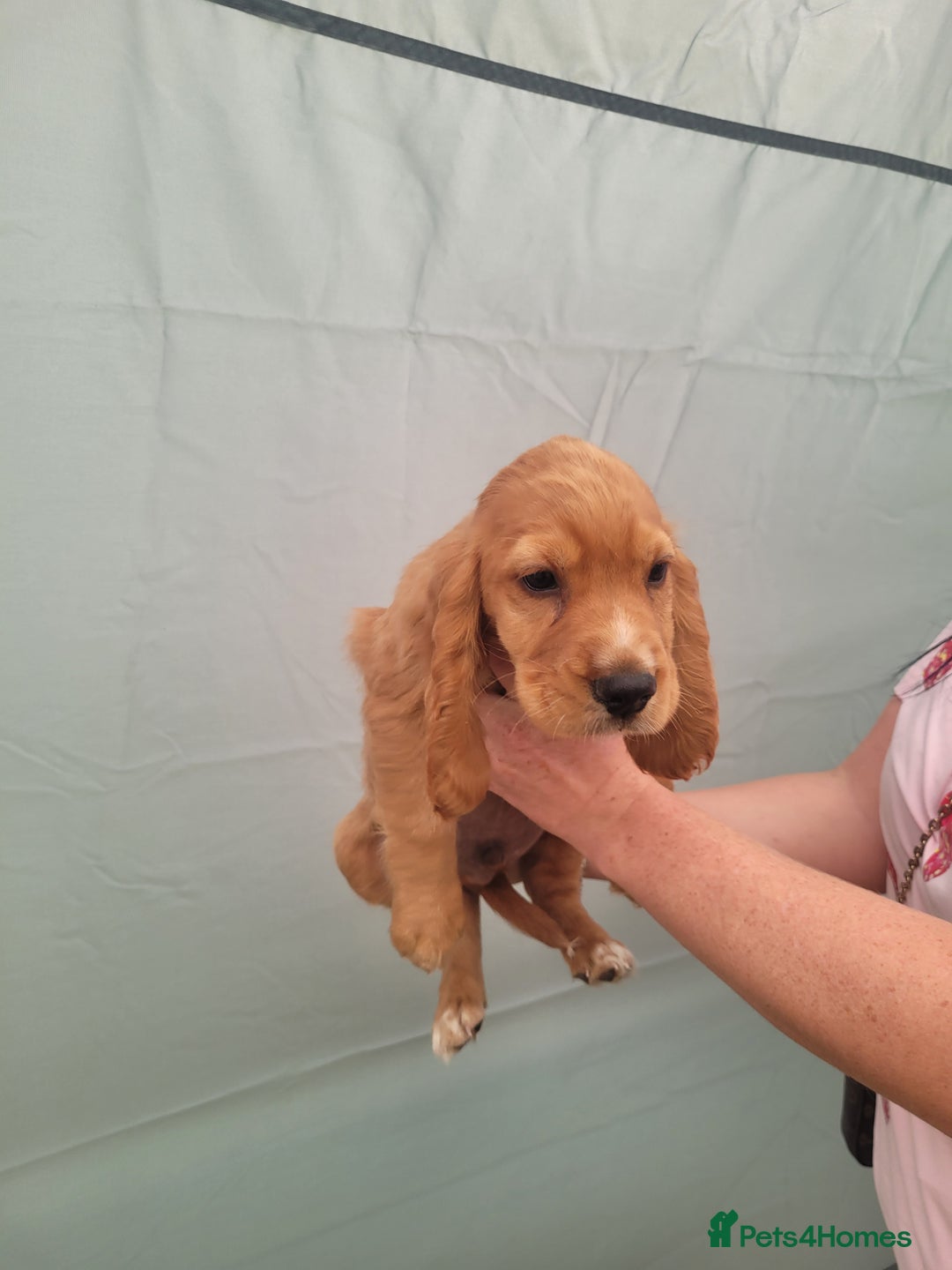 Cocker Spaniel dogs for sale: Cocker spaniel puppies - Image 3