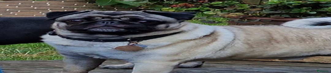 Pug Puppy 2