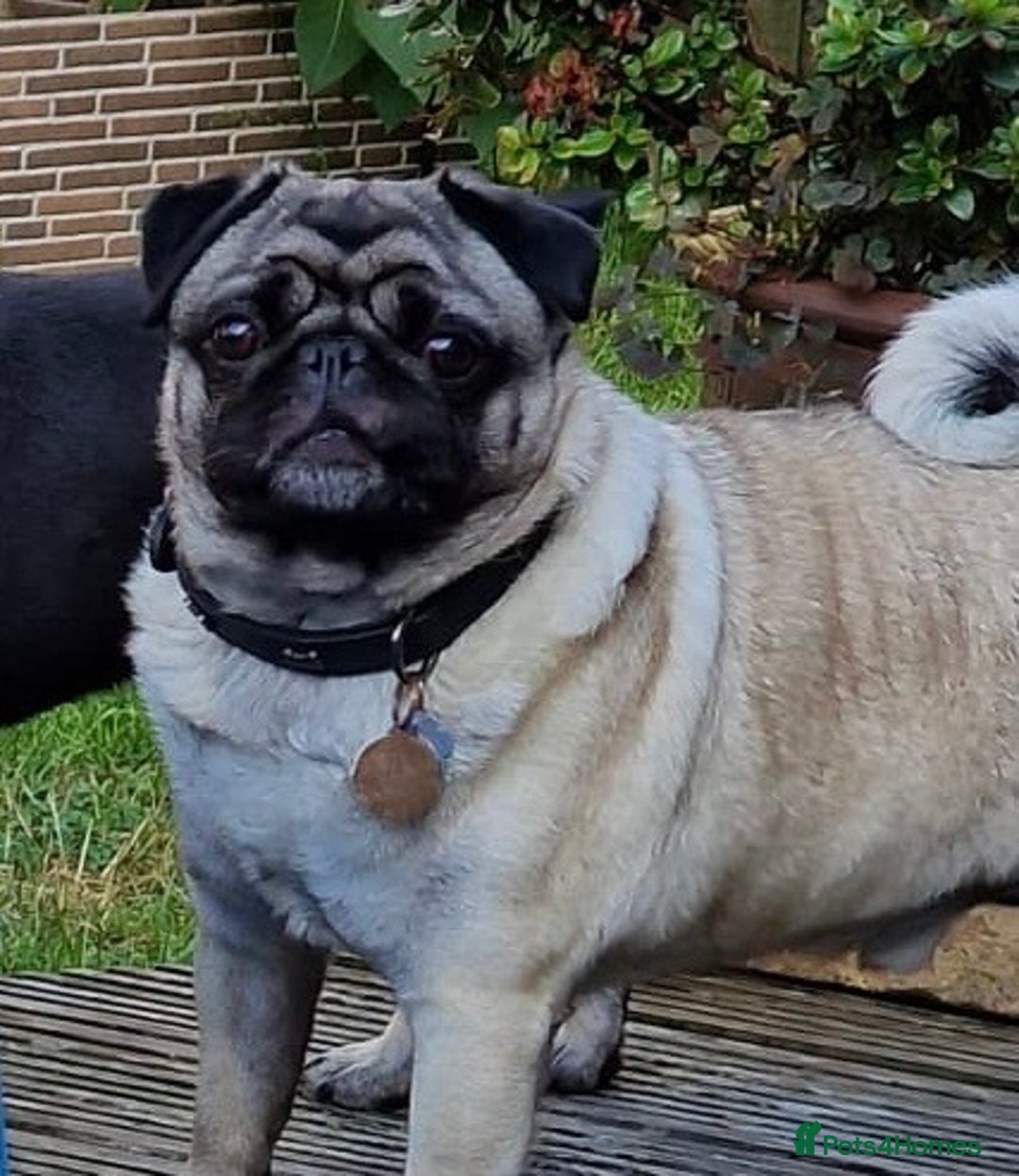 Pug dogs for sale: Pug and frug  - Image 3
