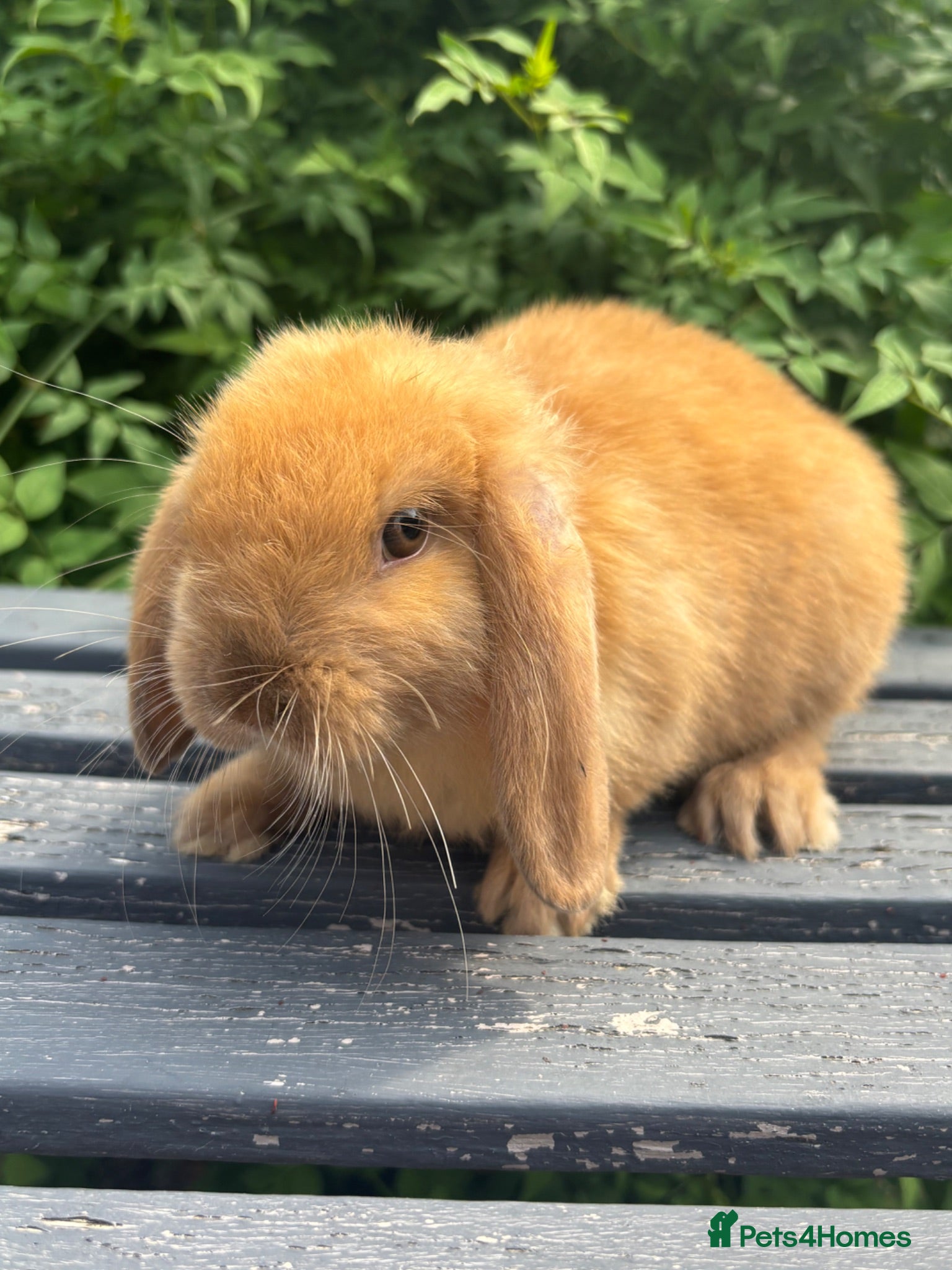 Mini Lop rabbits 3 male Mini lop / Mini lop cross orange - Advert 1