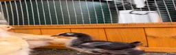 Chickens poultry for sale: Pekin bantams - Advert 20