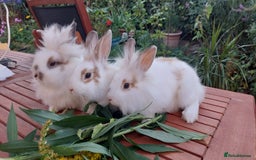 Mixed Breed rabbits for sale: Very pretty soft fluffy bunnies - Image 16
