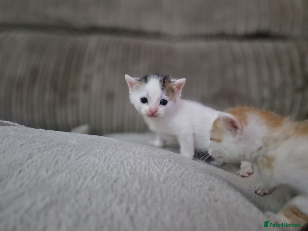 Mixed Breed cats for sale: 1 beautiful ginger&white kitten - Advert 6
