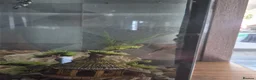 Plecos fish for sale: Plecos for sale - Advert 4