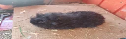 Guinea Pig rodents for sale: A selection of purebred longhaired sows - Advert 2