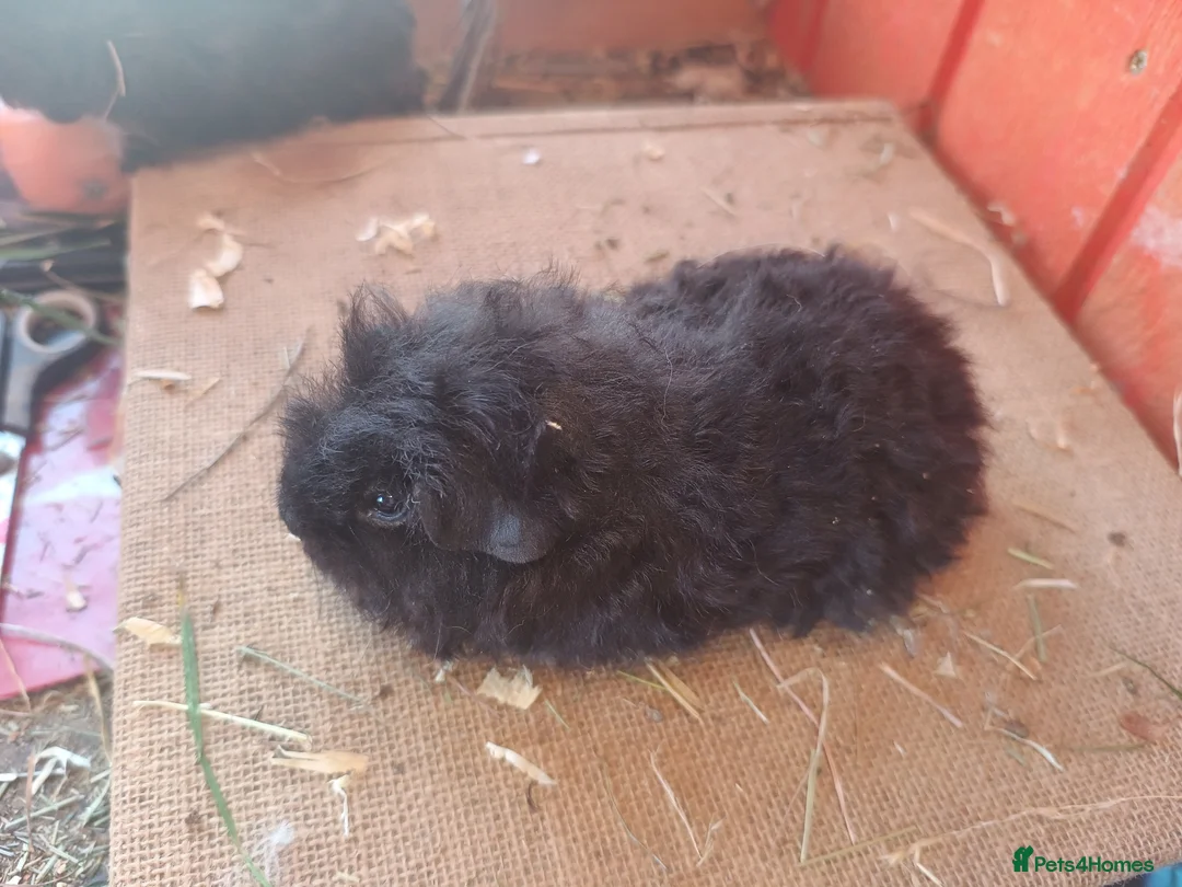 Guinea Pig rodents for sale: A selection of purebred longhaired sows - Advert 2