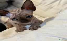 Sphynx cats for sale: sphynx canadian kittens ready to leave now  - Image 17