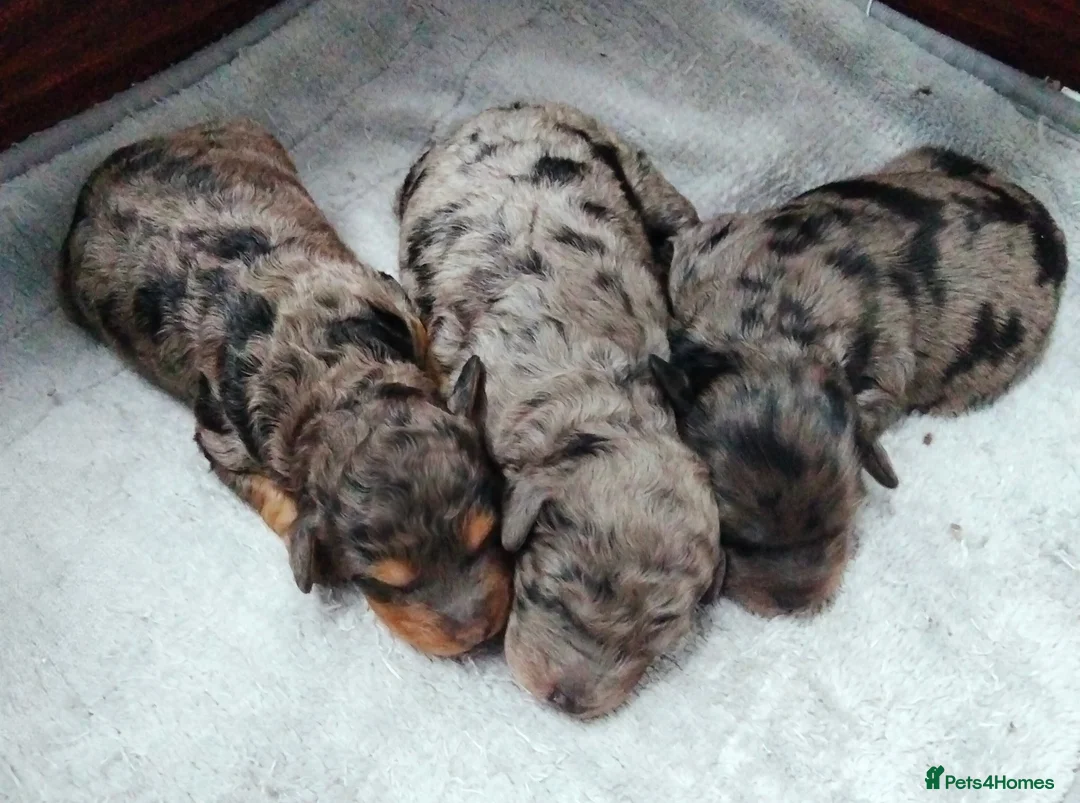 Cavapoo dogs for sale: Stunning F2B Cavapoo's Health Tested - Advert 5