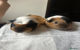 Alaska rabbits for sale: Mum and daughter  - Image 2
