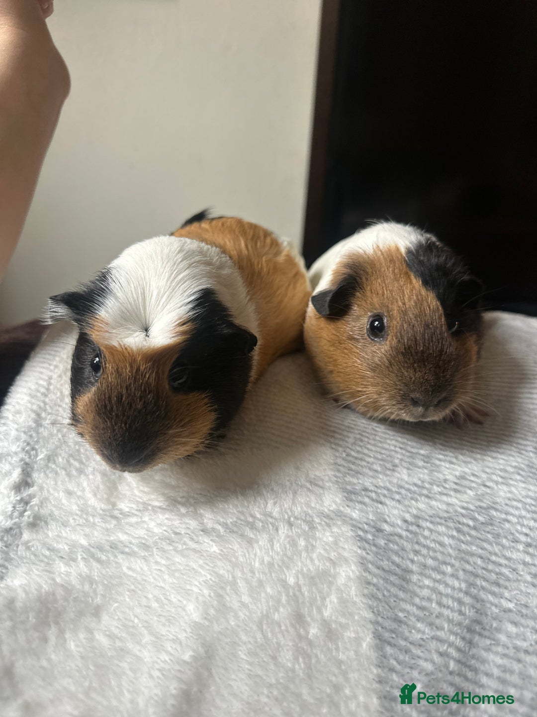 Alaska rabbits for sale: Mum and daughter  - Image 2