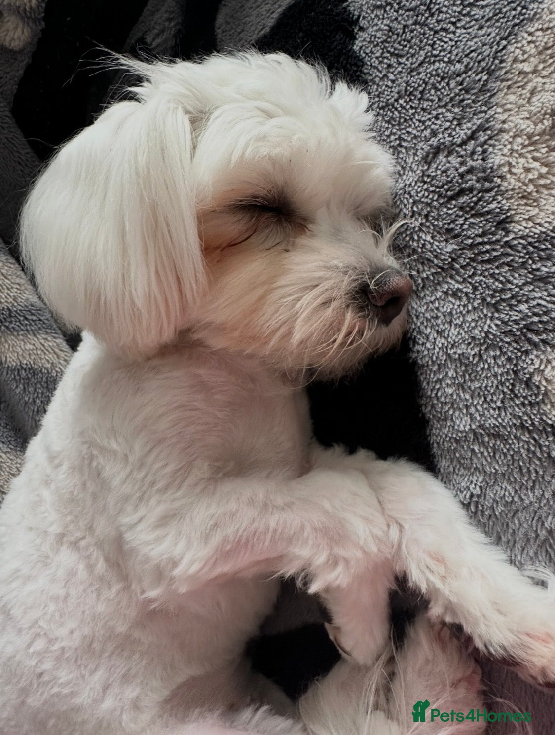 Maltese dogs Beautiful baby boys & girl Maltese puppy dogs  - Advert 2