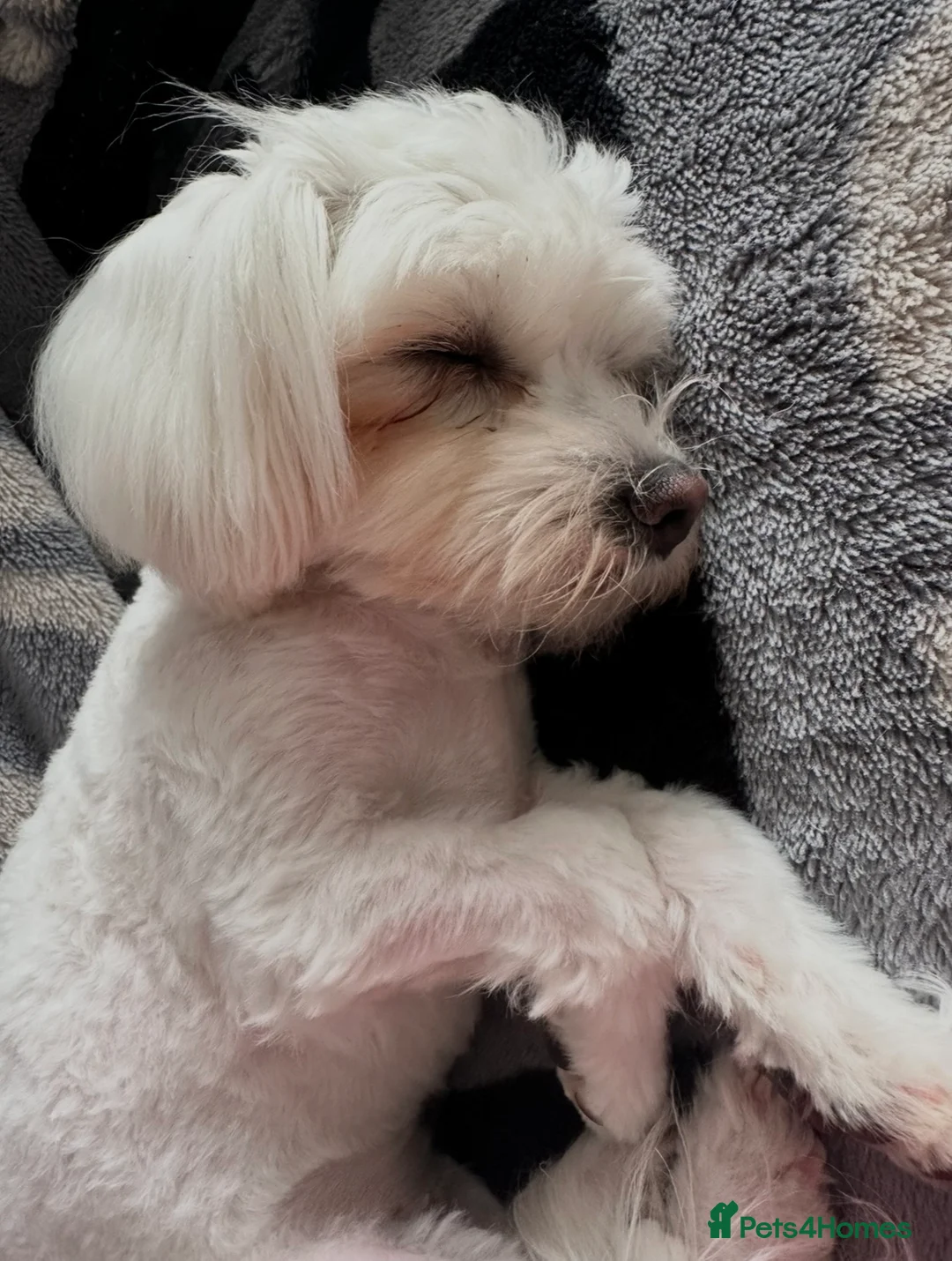 Maltese dogs for sale: Beautiful baby boys & girl Maltese puppy dogs  - Advert 1
