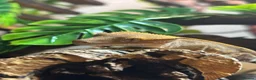 Gecko reptiles for sale: Crested gecko in Worksop - Advert 3