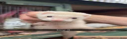 Ferret rodents for sale: Ferret kits for sale  - Advert 4
