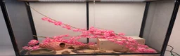 Corn Snake reptiles for sale: Female corn snake - Advert 2