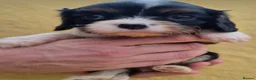 Cavalier King Charles Spaniel dogs for sale: *Health Tested CKCS 2 available* - Advert 6