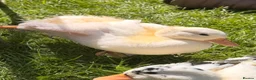 Ducks poultry for sale: Drake Call Duckling  in Barnsley - Advert 1