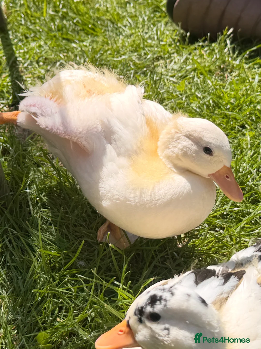 Ducks poultry for sale: Drake Call Duckling  in Barnsley - Advert 1