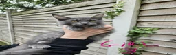 Maine Coon cats for sale: GCCF Blue Maine Coon litter ready to go - Advert 7