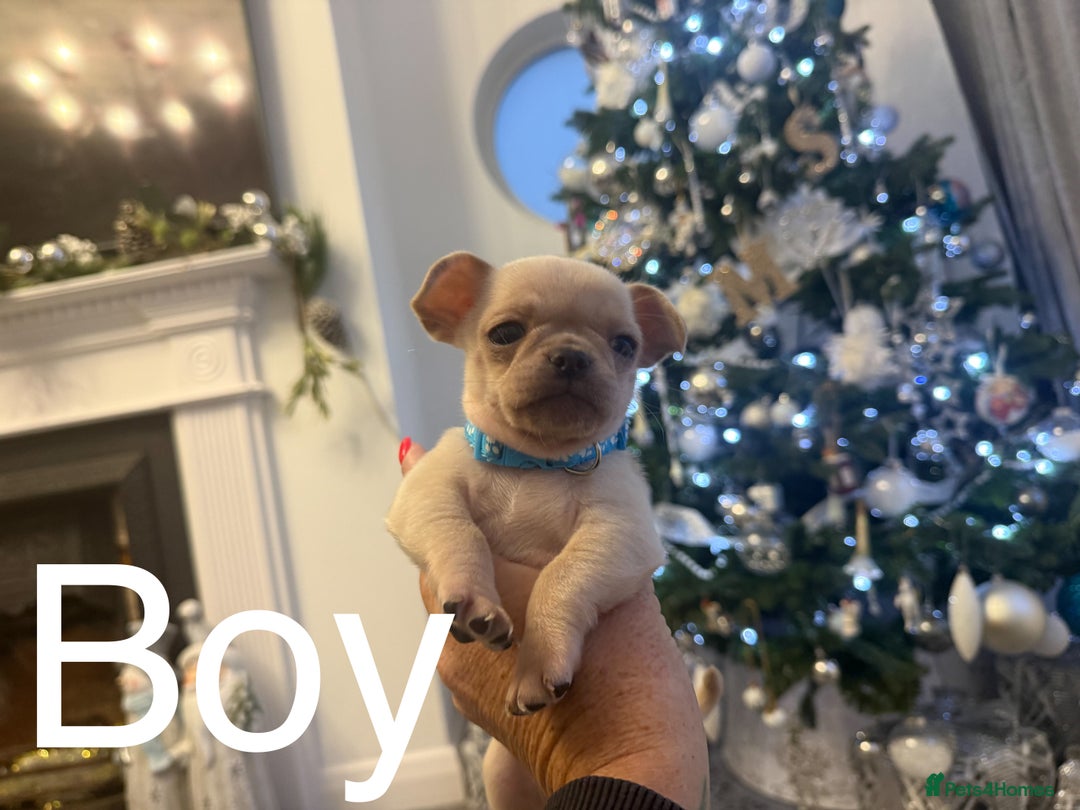 Mixed Breed dogs for sale: Chug/frug puppies for sale - Advert 7