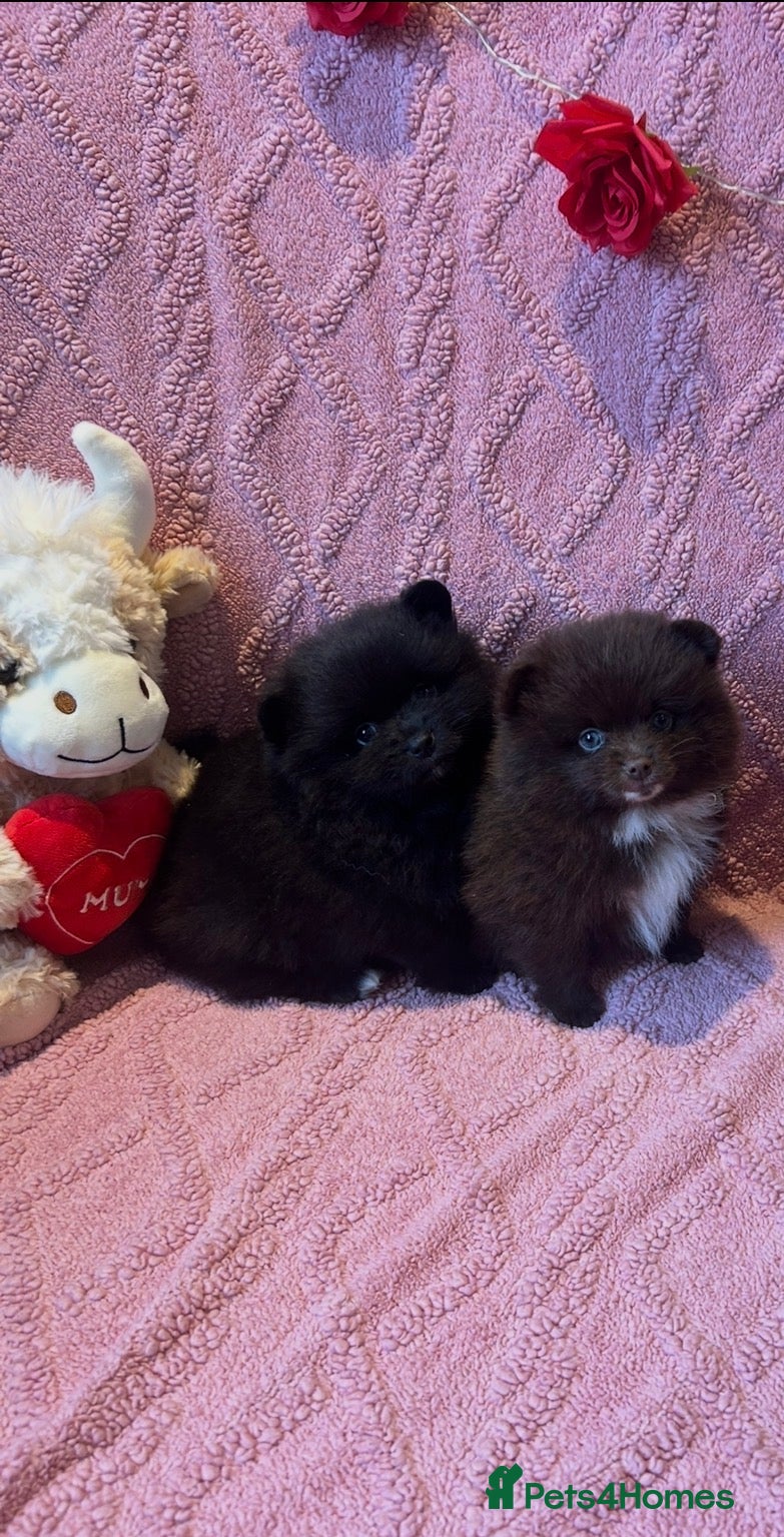 Pomeranian dogs Ready Now Beautiful Pomeranian Puppies 🩷🐶🩷 - Advert 5