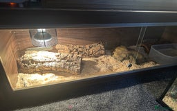 Corn Snake reptiles for sale: Female albino corn snake - Advert 5