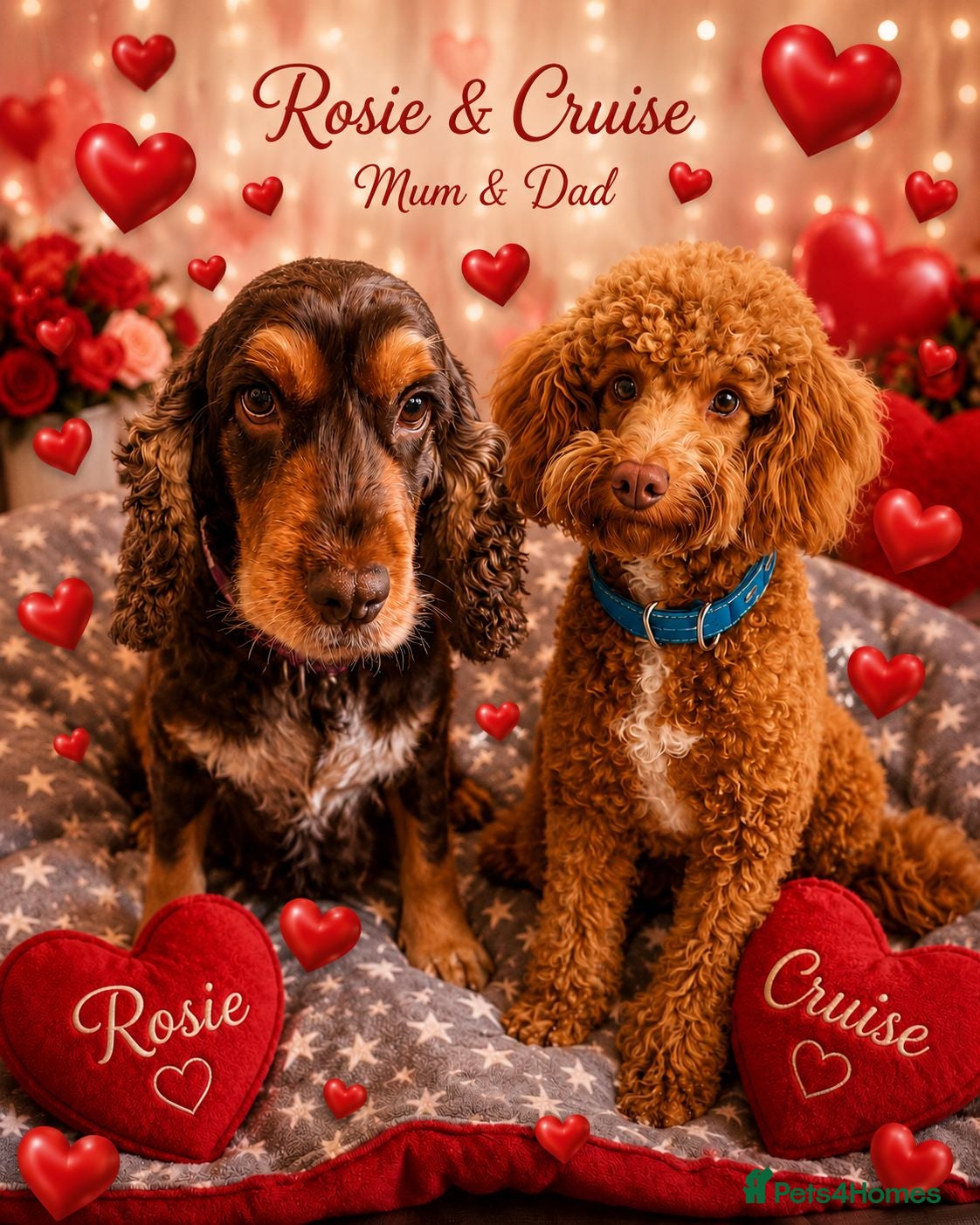 Cockapoo dogs F1 SHOW COCKAPOOS EXT DNA TESTED  - Advert 2