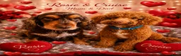 Cockapoo dogs for sale: F1 SHOW COCKAPOOS EXT DNA TESTED  - Advert 2