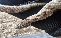 Snake reptiles for sale: Western Hognose Snakes Adults&Hatchlings - Image 19