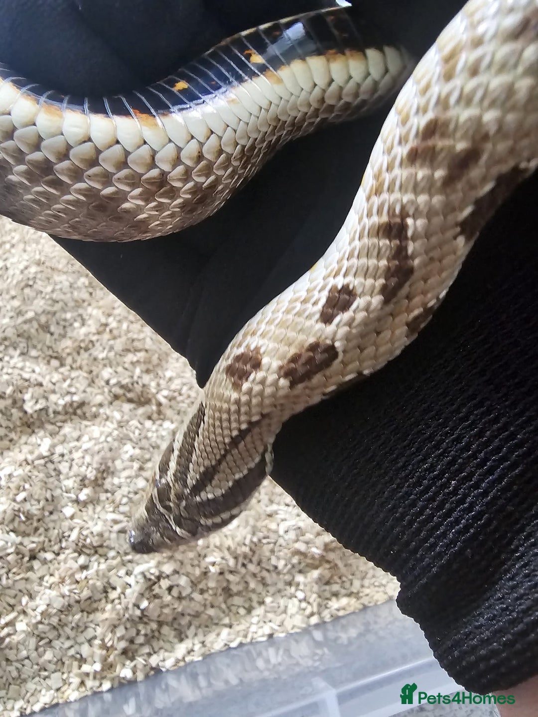 Snake reptiles for sale: Western Hognose Snakes Adults&Hatchlings - Image 19