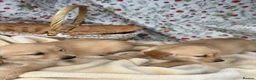 Golden Retriever dogs for sale: KC registered golden retriever for sale  - Advert 14