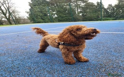 Cockapoo dogs for sale: Red Toy Cockapoo - Image 9