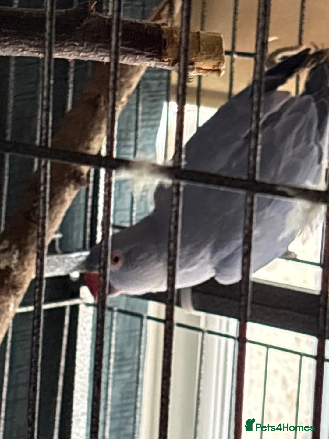 Ringnecks birds for sale: Blue ring neck male parrot  - Advert 1