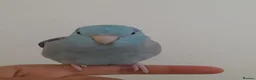 Parrots birds for sale: Specktacled female parrotlet with blue male - Advert 3