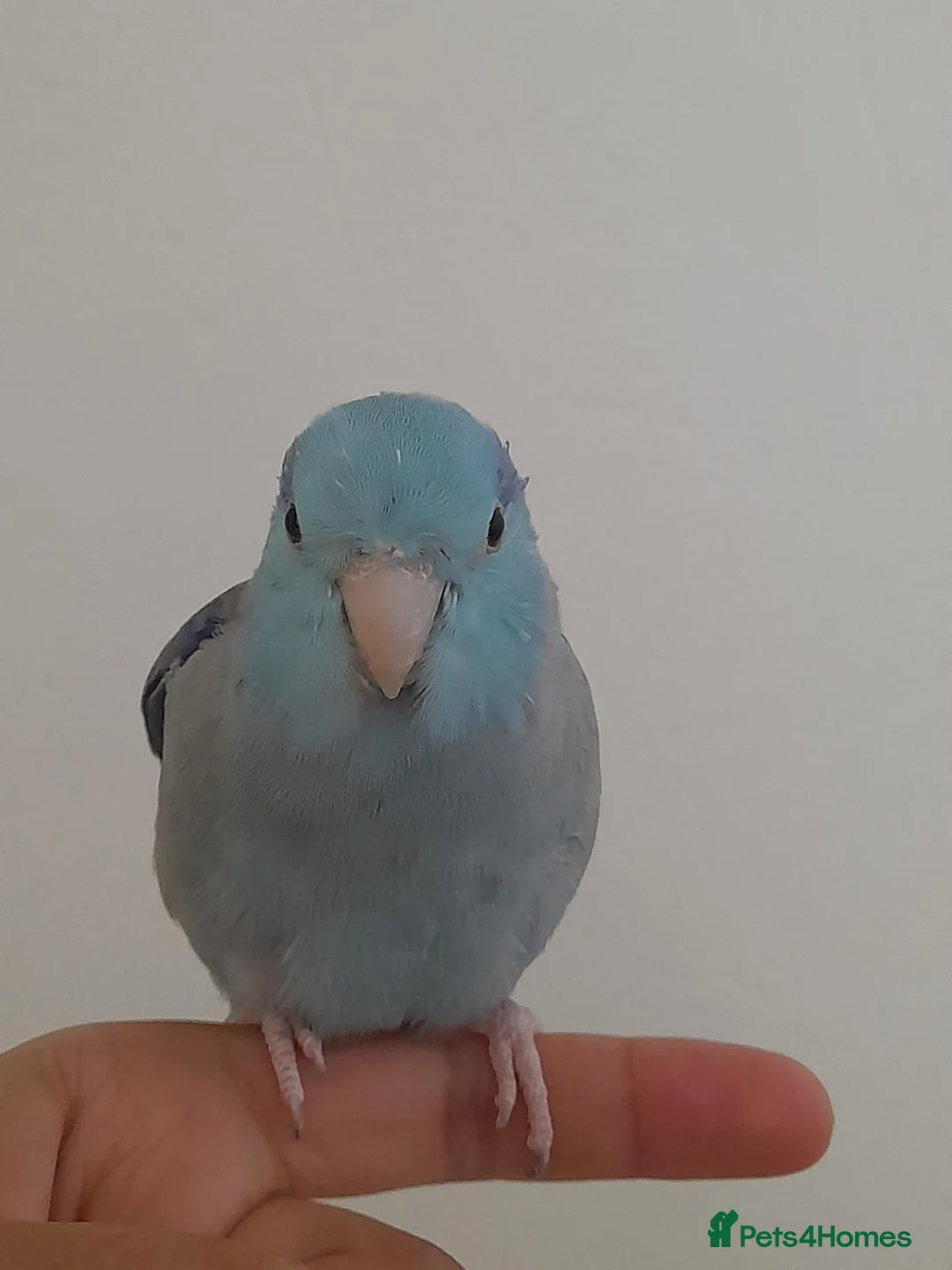 Parrots birds for sale: Specktacled female parrotlet with blue male - Advert 3